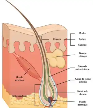 Anatomie du cheveu n°1 - photo Boutique du coiffeur