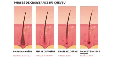 Phases de croissance du cheveu