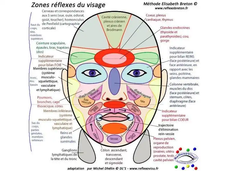 Zones réflexes du visage