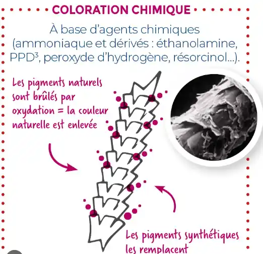 Mode action coloration chimique sur cheveu