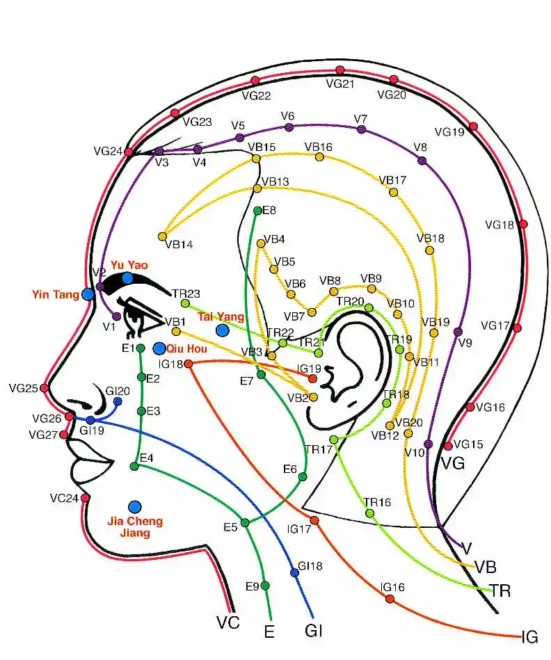 Méridiens et zones réflexes de la tête et du visage