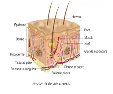 Anatomie du cuir chevelu