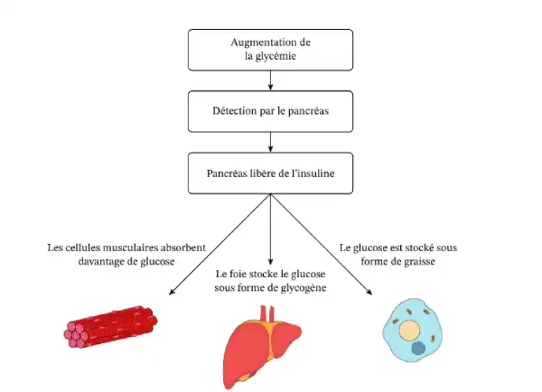 Traitement du sucre par l'organisme