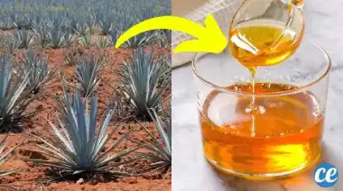 Sirop d'agave