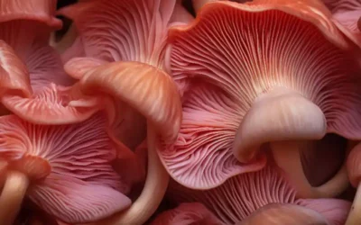 Les champignons médicinaux : une solution naturelle au secours de la chute de cheveux !