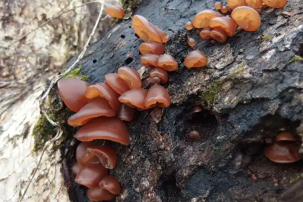 L’auricularia