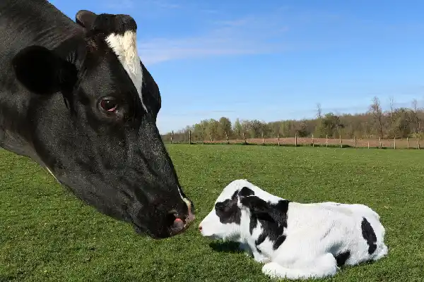 Une vache et son veau - Freepik