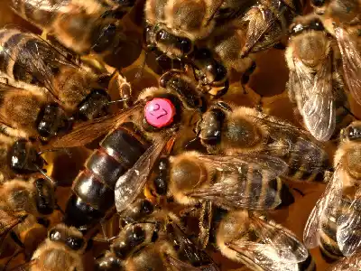 Reine des abeilles à côté des ouvrières