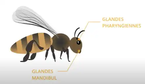 Glandes des abeilles