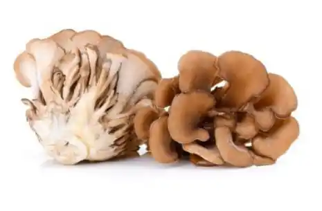 Le Maitake