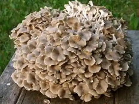 Le Polyporus Umbellatus