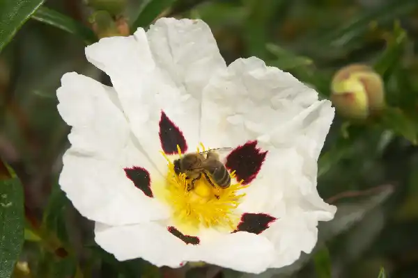 Fleur de ciste butinée par une abeille