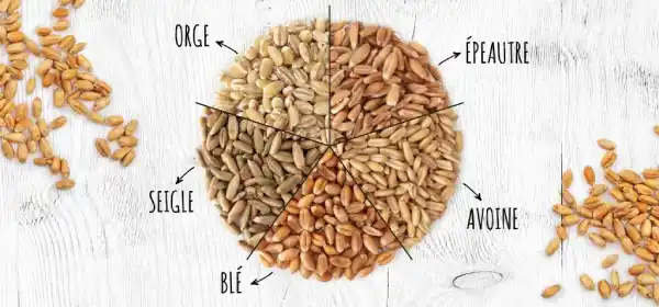 Céréales en grains à base de gluten