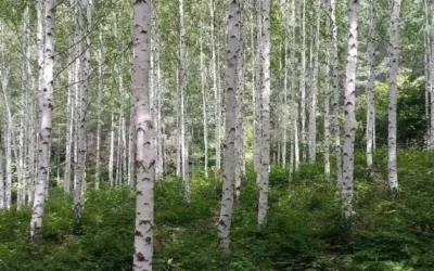 Sève de bouleau : l’élixir de santé au coeur de la saison printanière
