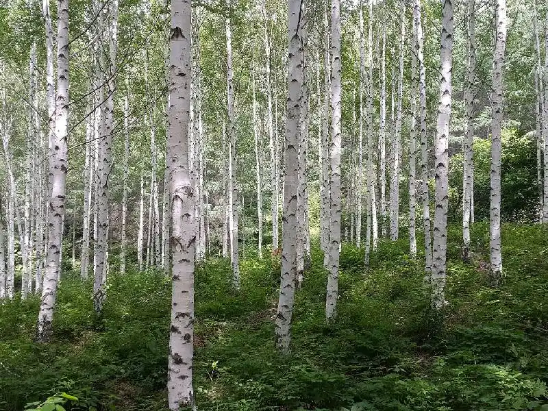 Sève de bouleau : l’élixir de santé au coeur de la saison printanière