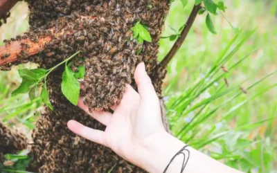 Ballot-Flurin : quand l’apiculture rime avec douceur et respect !