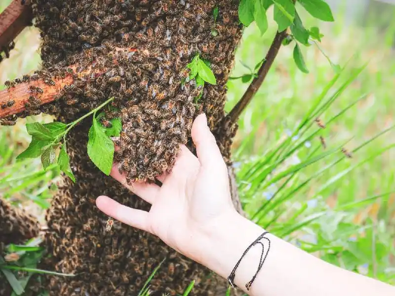 Essaim d'abeilles Ballot-Flurin - Apiculture douce -Univ'Hair