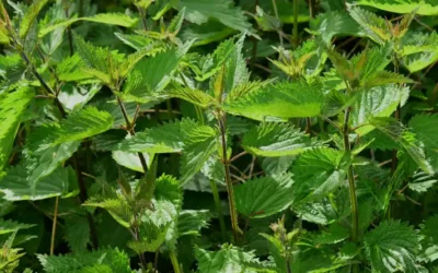 L’ortie : une mauvaise herbe aux bienfaits santé pour vos cheveux !