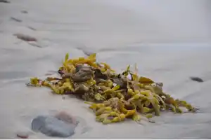 Fucus