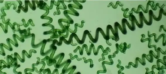 Micro-algue d'eau douce spiruline