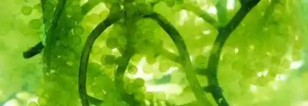 La chlorella