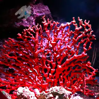 Le litothamne