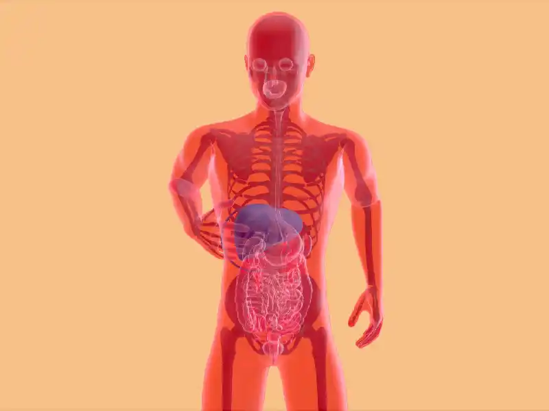 Système digestif humain en 3D – Univ’Hairr Système digestif humain en 3D - Freepik