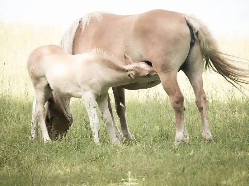 Le lait de jument : un aliment santé méconnu aux multiples bienfaits !