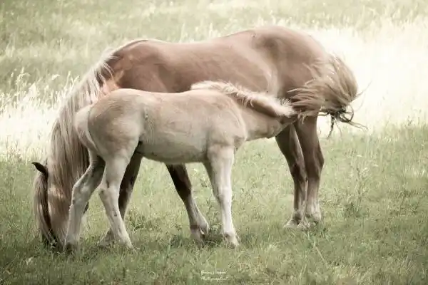 Jument et son poulain de la Jumenterie du Pech Blanc-Univ'Hair