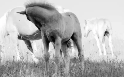 Lait de jument cru Galéga 🐎 : un élixir santé et beauté ? Mon avis