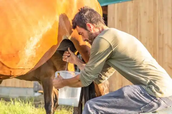 Traite des juments &agrave; la La Jumenterie du Pech Blanc-Univ'Hair