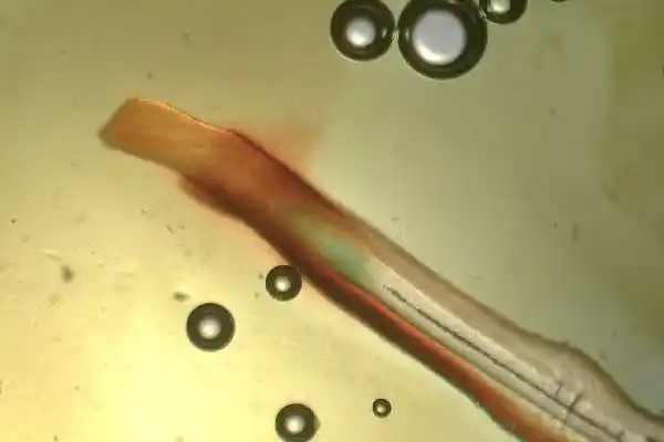 Caram&eacute;lisation visible de la fibre capillaire-Univ'Hair