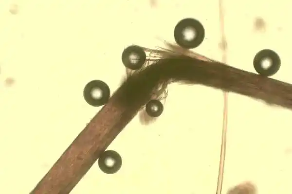 Pr&eacute;disposition &agrave; la casse de la fibre capillaire-Univ'Hair