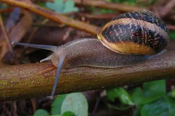 Escargot-UnivHair